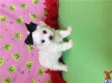maltese puppy posted by Rhonda Wallace